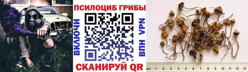 где купить наркотик  Тюкалинск  Псилоцибиновые грибы Psilocybe 